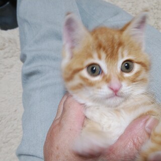 ふにふに可愛い茶トラのよつ葉ちゃん