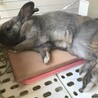 うっ滞からようやく完治しました。これからも気をつけていきたいです。