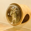 寄り添って生きる子猫たちに家族を見つけてあげたい。