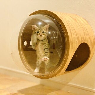 寄り添って生きる子猫たちに家族を見つけてあげたい。