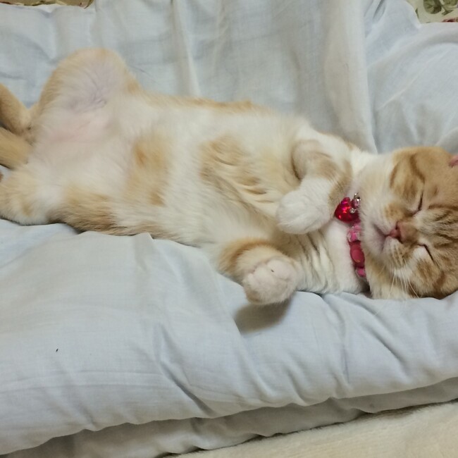 マロ吉。のカバー写真