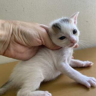 可愛いまろ模様のキジ白まんぼ君離乳中