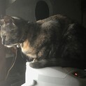 里親様を募集しております