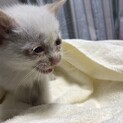 捨て猫保護 白多めの茶白ちゃん * トライアル決定