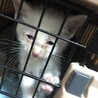 捨て猫保護 白多めの茶白ちゃん * トライアル決定 サムネイル2