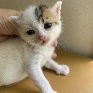 可愛いキジ白 ちゃちゃちゃん離乳中