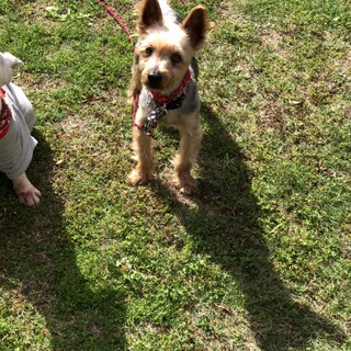 センター引き出し、ヨーキーのさく君