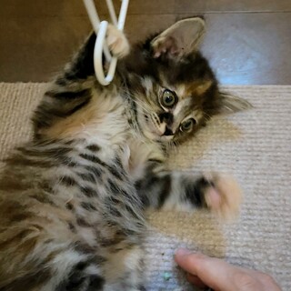 キジちゃん里親決定！ありがとうございました