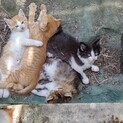 可愛い子猫