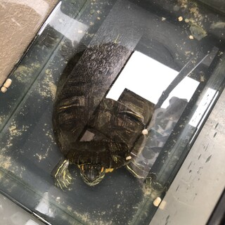 ミドリガメさん里親募集