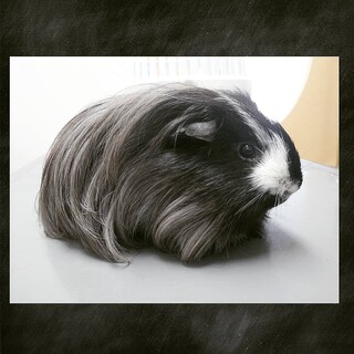 ★ロングヘア★ブラック＆ホワイト＆グレー★