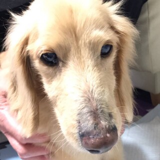 里親様に迎えられました。ミニチュアダックス♂