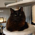 黒長毛フワフワの美猫 ルナ