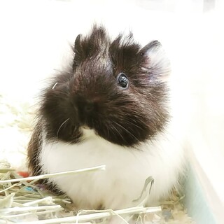 ★長毛・三毛・モルモット★可愛いお顔★