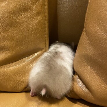 お尻