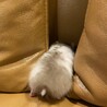 お尻