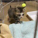 子猫里親様募集！約2ヶ月♀400ｇ 