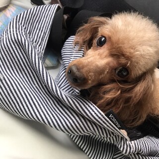 家族ができました。ありがとうございました。