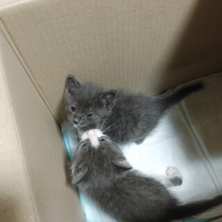 ありがとうございました。