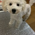 トイプいつきくん家族ができました！