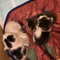 とっても可愛い子猫4兄弟