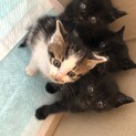 かわいい子猫里親募集