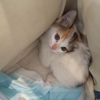 とっても可愛い三毛子猫♀