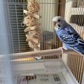 とっても元気なセキセイインコ の女の子です