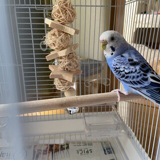 とっても元気なセキセイインコ の女の子です