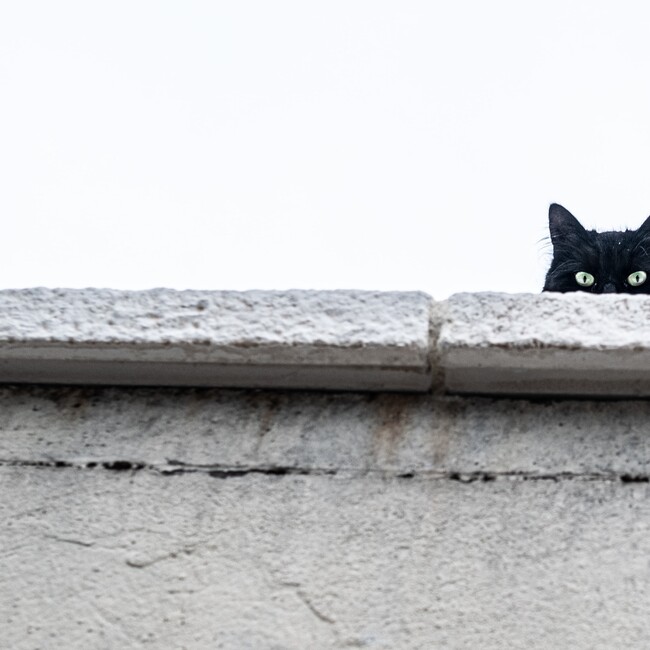 やぎしおりのカバー写真