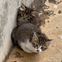 双子のこねこちゃん
