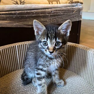 サバトラ♂里親決定！ありがとうございました！