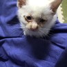 捨て猫保護 白多めの茶白ちゃん * トライアル決定 サムネイル3