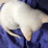 捨て猫保護 白多めの茶白ちゃん * トライアル決定 サムネイル4