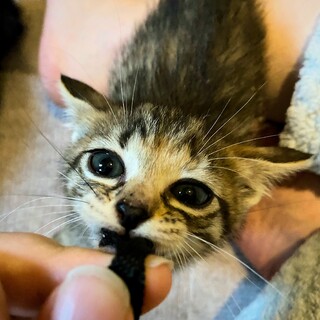 キジトラちゃんの里親決定！ありがとうございました！