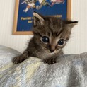おめめクリクリ☆元気いっぱいカーニくん