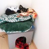 りんれおらんママ