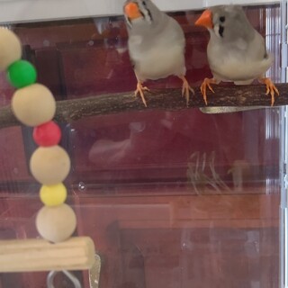 キンカチョウ   メス  2羽います。