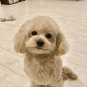 とっても小さくて可愛いプリンちゃん