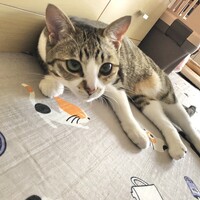 キララ