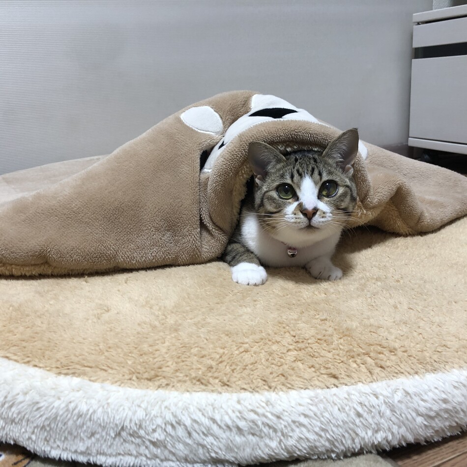 キララのカバー写真