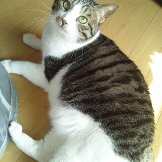 フェニックス【すざく（朱雀）】