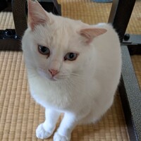コメリン