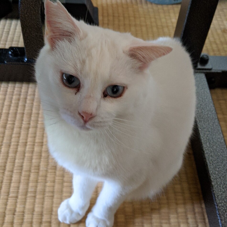 コメリンのカバー写真