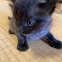 青い目のグレーよりの黒猫です