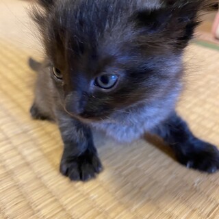 青い目のグレーよりの黒猫です