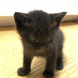 青い目の黒猫です