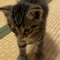 青い目の男の子