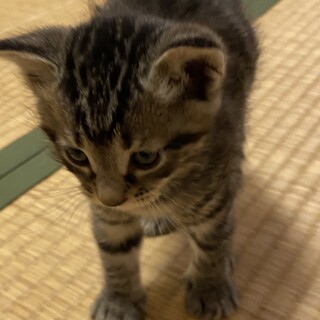 青い目の男の子