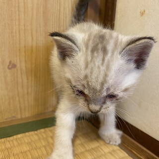 青い目に白い毛ちょっと縞模様